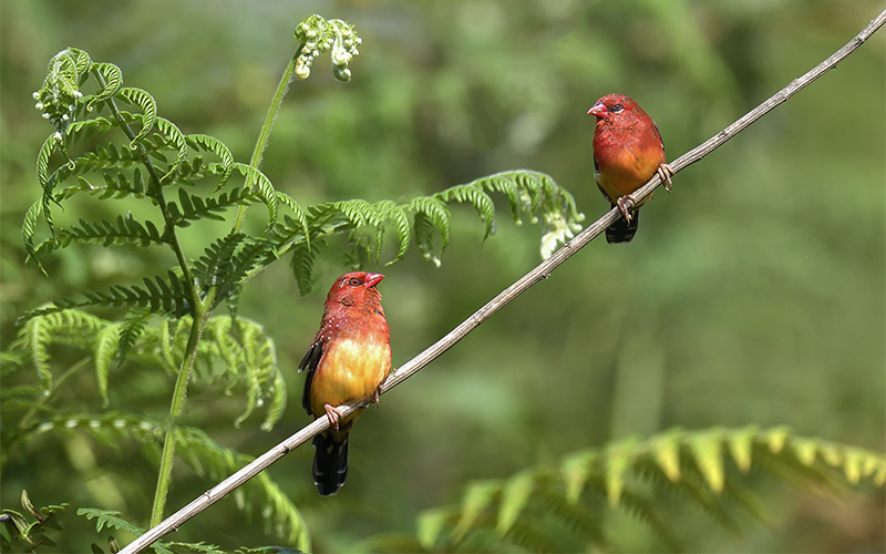 Red Avadavat (Amandava amandava) at Mu Cang Chai Birding Trails - Northern Vietnam. Photo by: Bui Duc Tien - Vietnam Bird Photography Tours - Vietbirdphototours.com